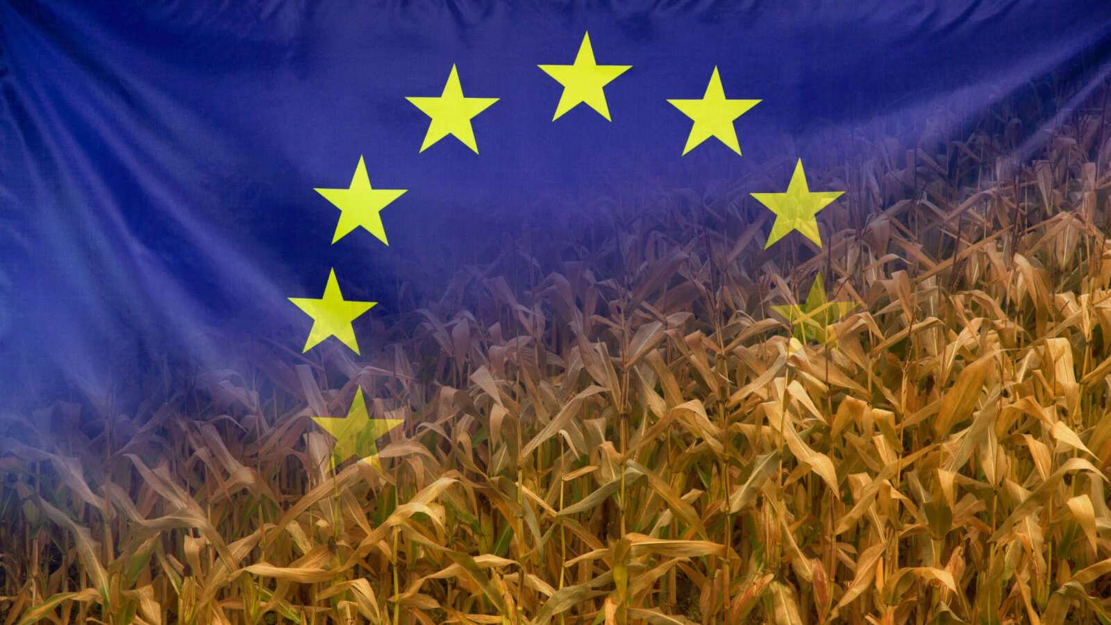 Europe Nutrition Concept Corn field with fabric Flag