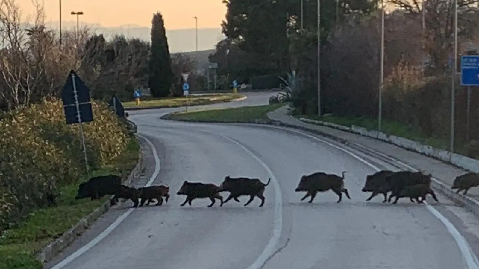 cinghiali-taunus-3-1